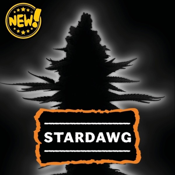Stardawg Automat (Seedstockers) Feminizowane