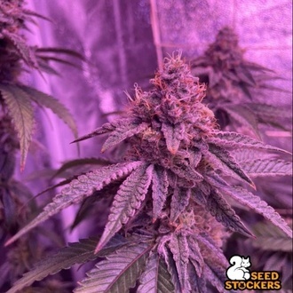 Barcelona Puff (Seedstockers) Feminizowane