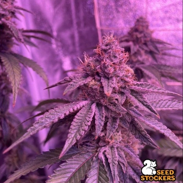 Barcelona Puff (Seedstockers) Feminizowane