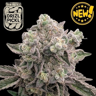 Drizl Pickl (Seedstockers) Feminizowane