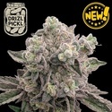 Drizl Pickl (Seedstockers) Feminizowane