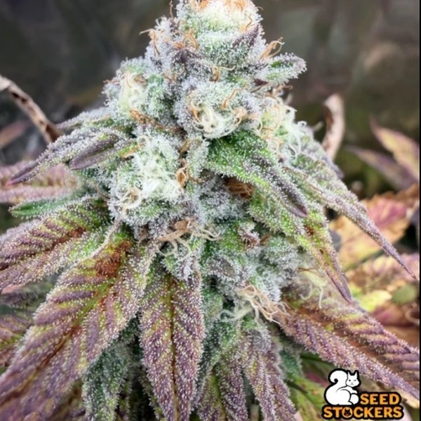 Fishy Zoap (Seedstockers) Feminizowane