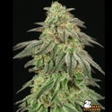 FUH F*cked Up Hippy (Seedstockers) – feminizowane
