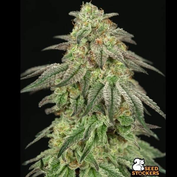 FUH F*cked Up Hippy (Seedstockers) – feminizowane