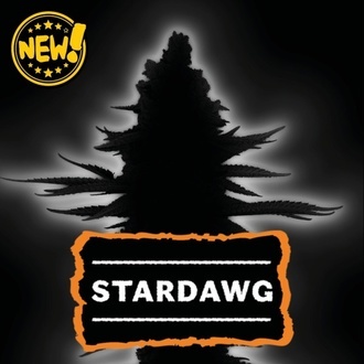 Stardawg (Seedstockers) Feminizowane