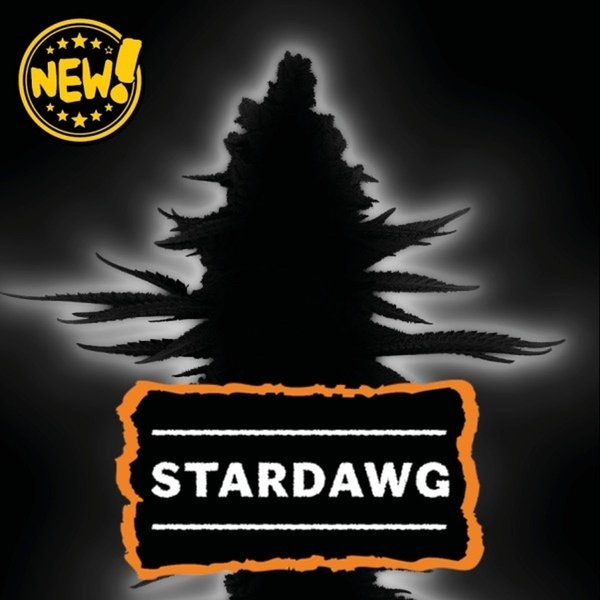Stardawg (Seedstockers) Feminizowane