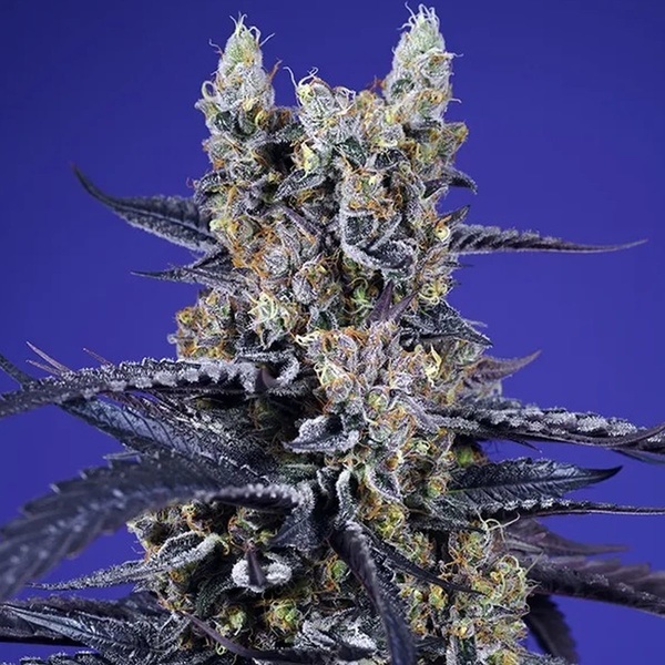 Super Boof XL Auto (Sweet Seeds) Feminizowane