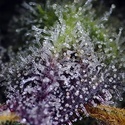 Super Boof XL Auto (Sweet Seeds) Feminizowane