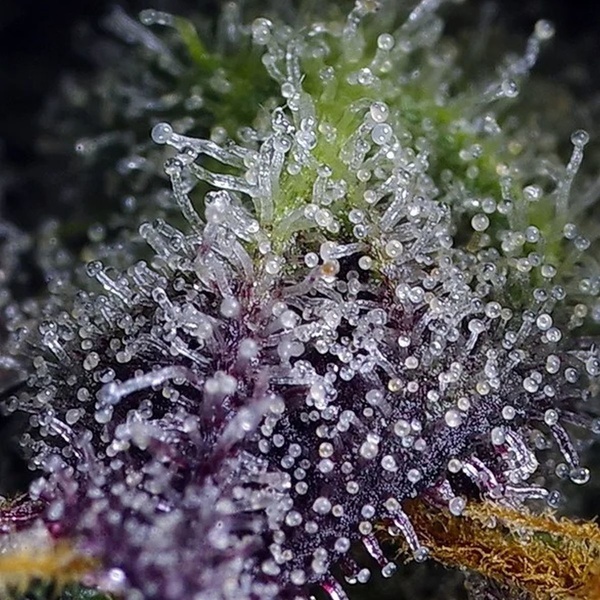 Super Boof XL Auto (Sweet Seeds) Feminizowane