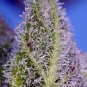 Permanent Marker XL Auto (Sweet Seeds) Feminizowane