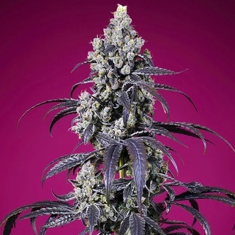 Tropicanna Cherry XL Auto (Sweet Seeds) Feminizowane