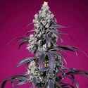 Tropicanna Cherry XL Auto (Sweet Seeds) Feminizowane