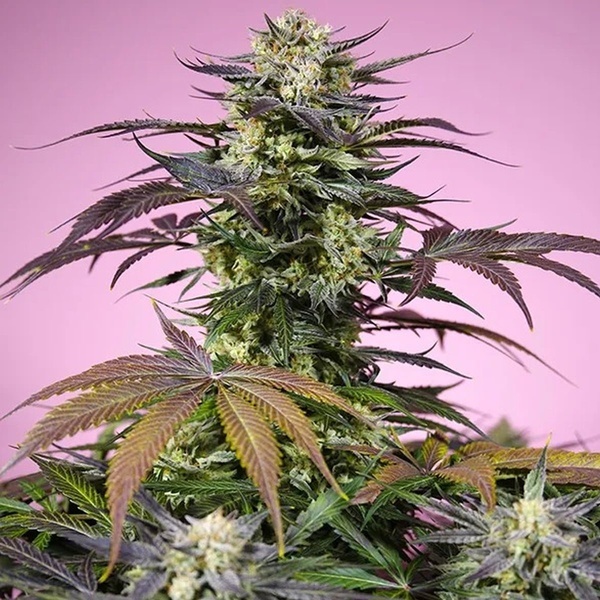 Gelonade (Sweet Seeds) feminizowane