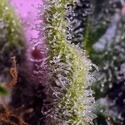 Gelonade (Sweet Seeds) feminizowane