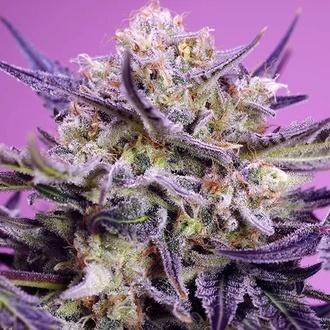 Pink Guava F1 Fast Version (Sweet Seeds) feminizowane