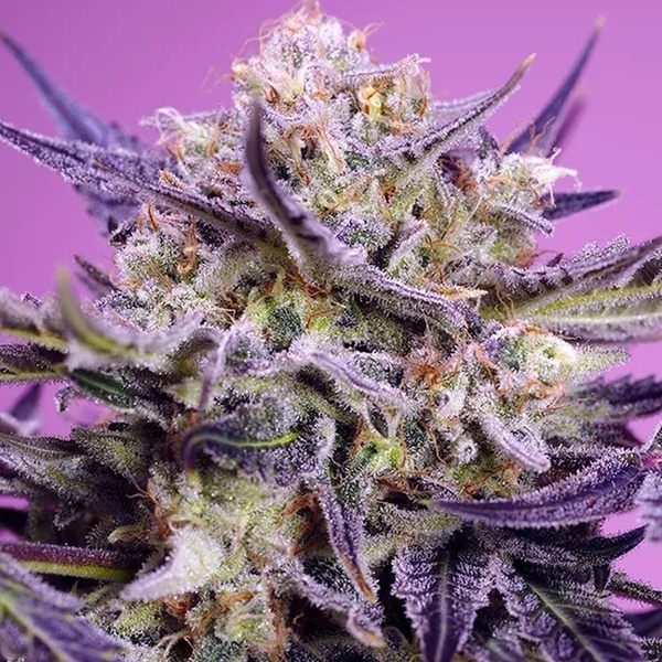 Pink Guava F1 Fast Version (Sweet Seeds) feminizowane