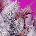 Pink Guava F1 Fast Version (Sweet Seeds) feminizowane