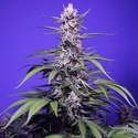 Delicious & Resinous Mix Auto (Sweet Seeds) Feminizowane