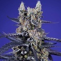 Delicious & Resinous Mix Auto (Sweet Seeds) Feminizowane