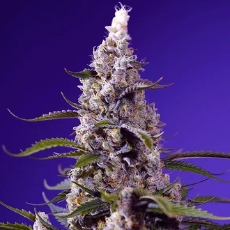 American Pie Mix (Sweet Seeds) feminizowane