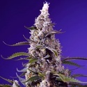 American Pie Mix (Sweet Seeds) feminizowane