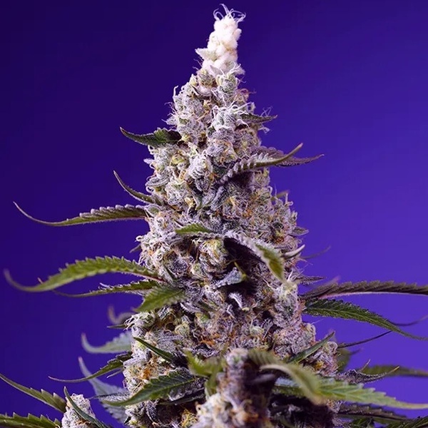 American Pie Mix (Sweet Seeds) feminizowane