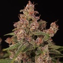 Banana Purple Auto (Paradise Seeds) Feminizowane