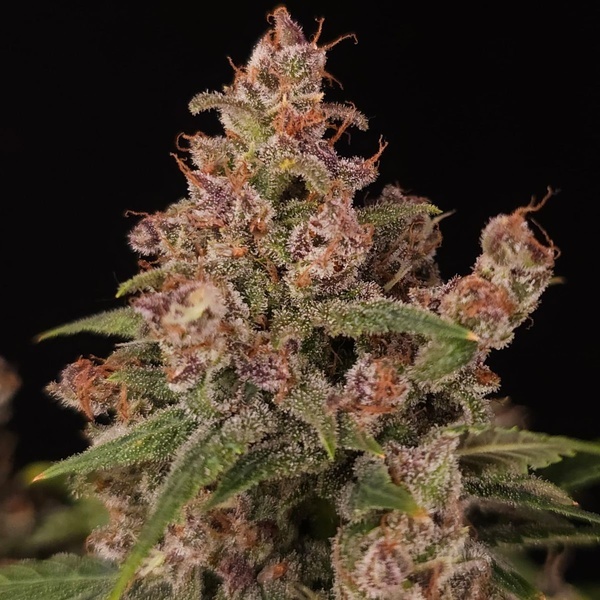 Banana Purple Auto (Paradise Seeds) Feminizowane