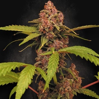 Banana Purple Auto (Paradise Seeds) Feminizowane