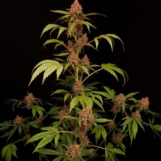 Banana Purple Auto (Paradise Seeds) Feminizowane