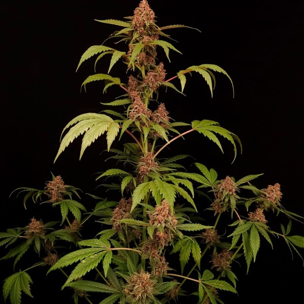 Banana Purple Auto (Paradise Seeds) Feminizowane