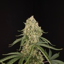 Tropical Fruit Cake (Paradise Seeds) – nasiona marihuany feminizowane