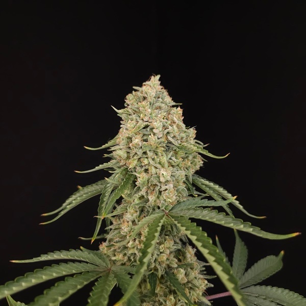 Tropical Fruit Cake (Paradise Seeds) – nasiona marihuany feminizowane