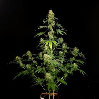 Tropical Fruit Cake (Paradise Seeds) – nasiona marihuany feminizowane
