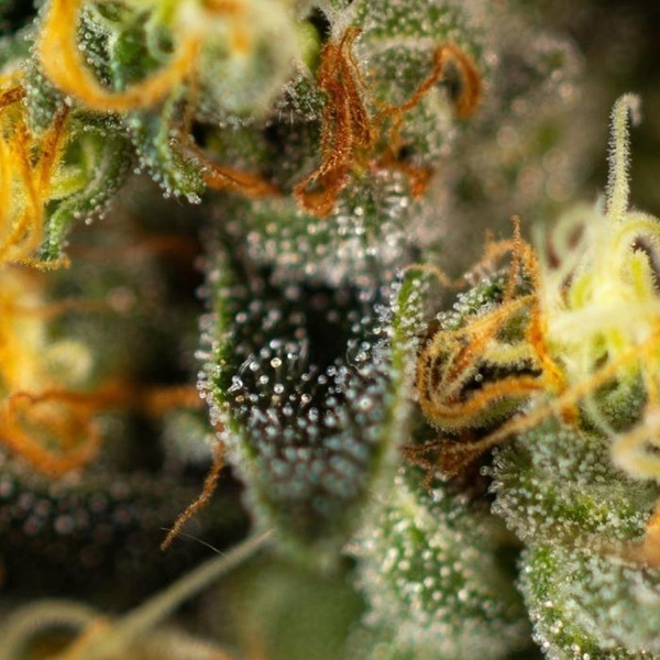 Tropical Fruit Cake (Paradise Seeds) – nasiona marihuany feminizowane