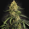 Zesty Bliss (Paradise Seeds) Feminizowane