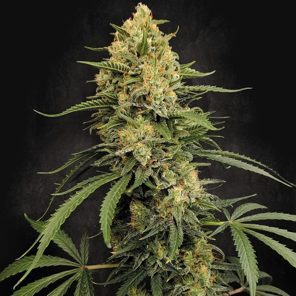 Zesty Bliss (Paradise Seeds) Feminizowane