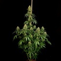 Zesty Bliss (Paradise Seeds) Feminizowane