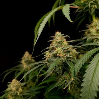 Zesty Bliss (Paradise Seeds) Feminizowane