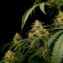 Zesty Bliss (Paradise Seeds) Feminizowane