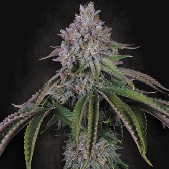 Velvet Mist (Paradise Seeds) Feminizowane