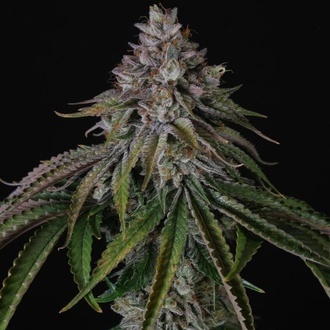 Velvet Mist (Paradise Seeds) Feminizowane