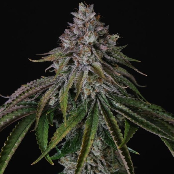 Velvet Mist (Paradise Seeds) Feminizowane