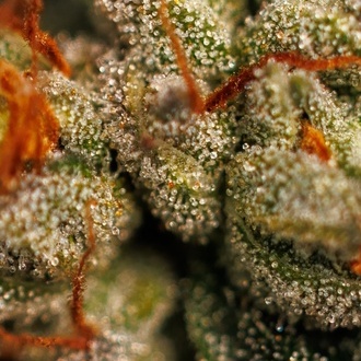 Velvet Mist (Paradise Seeds) Feminizowane
