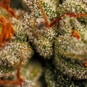 Velvet Mist (Paradise Seeds) Feminizowane