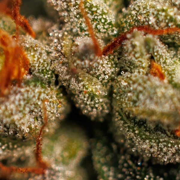 Velvet Mist (Paradise Seeds) Feminizowane