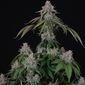 Velvet Mist (Paradise Seeds) Feminizowane