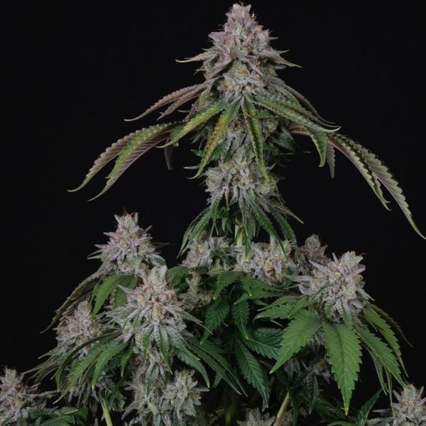 Velvet Mist (Paradise Seeds) Feminizowane