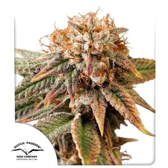 Auto Kingston Punch (Dutch Passion) Feminizowane