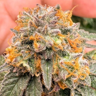 Auto Kingston Punch (Dutch Passion) Feminizowane
